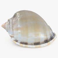 Phalium Glaucum