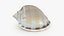 Seashells Collection 3