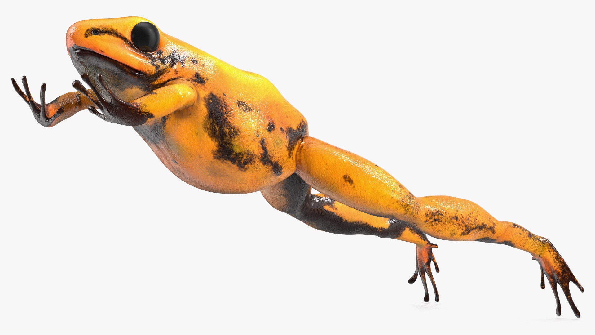 3D Poisonous Dart Frog Orange Morph Rigged for Cinema 4D https://p.turbosquid.com/ts-thumb/F2/h04uXU/My/poisonousdartfrogorangemorphriggedforcinema4dmb3dmodel022/jpg/1709682830/1920x1080/fit_q87/b41fe77b76e74efb3e445377b30d7a0b715679cb/poisonousdartfrogorangemorphriggedforcinema4dmb3dmodel022.jpg