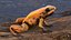 Poisonous Dart Frog Orange Morph equipado para Cinema 4D