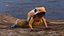 Poisonous Dart Frog Orange Morph equipado para Cinema 4D