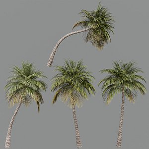 Coconut Palm