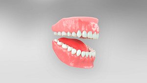 3D Teeth and Gums