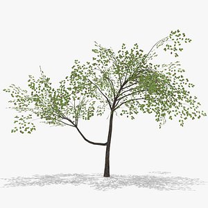 plum fruits 3D model