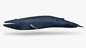 3D Blue whale model