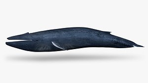 Blue whale
