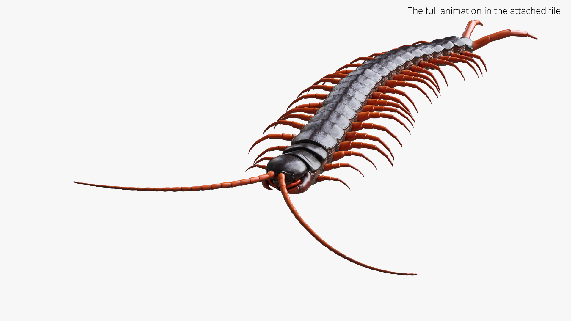 3D Giant Desert Centipede Rigged For Blender Animated Set model https://p.turbosquid.com/ts-thumb/F3/A2eu1T/59/giant_desert_centipede_rigged_for_blender_animated_set_361/jpg/1779137138/1920x1080/turn_fit_q99/2a009c1e859240424a278a7e299441c3245ee1d3/giant_desert_centipede_rigged_for_blender_animated_set_361-1.jpg