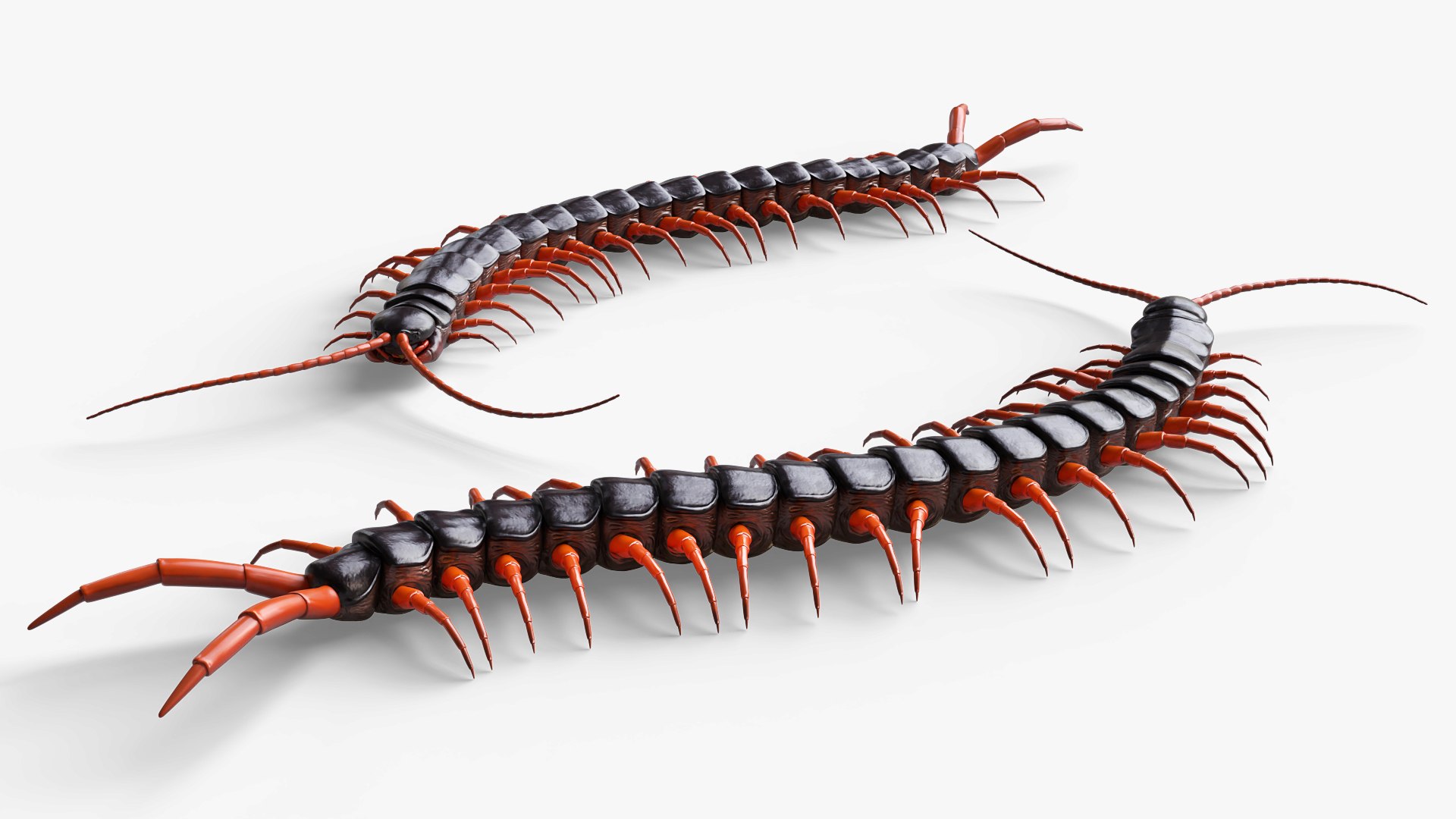 3D Giant Desert Centipede Rigged For Blender Animated Set model https://p.turbosquid.com/ts-thumb/F3/A2eu1T/8T/giant_desert_centipede_rigged_for_blender_animated_set_004/jpg/1779137268/1920x1080/fit_q87/105789d1aa5845a36180dc3fb55544495b8fe5c1/giant_desert_centipede_rigged_for_blender_animated_set_004.jpg