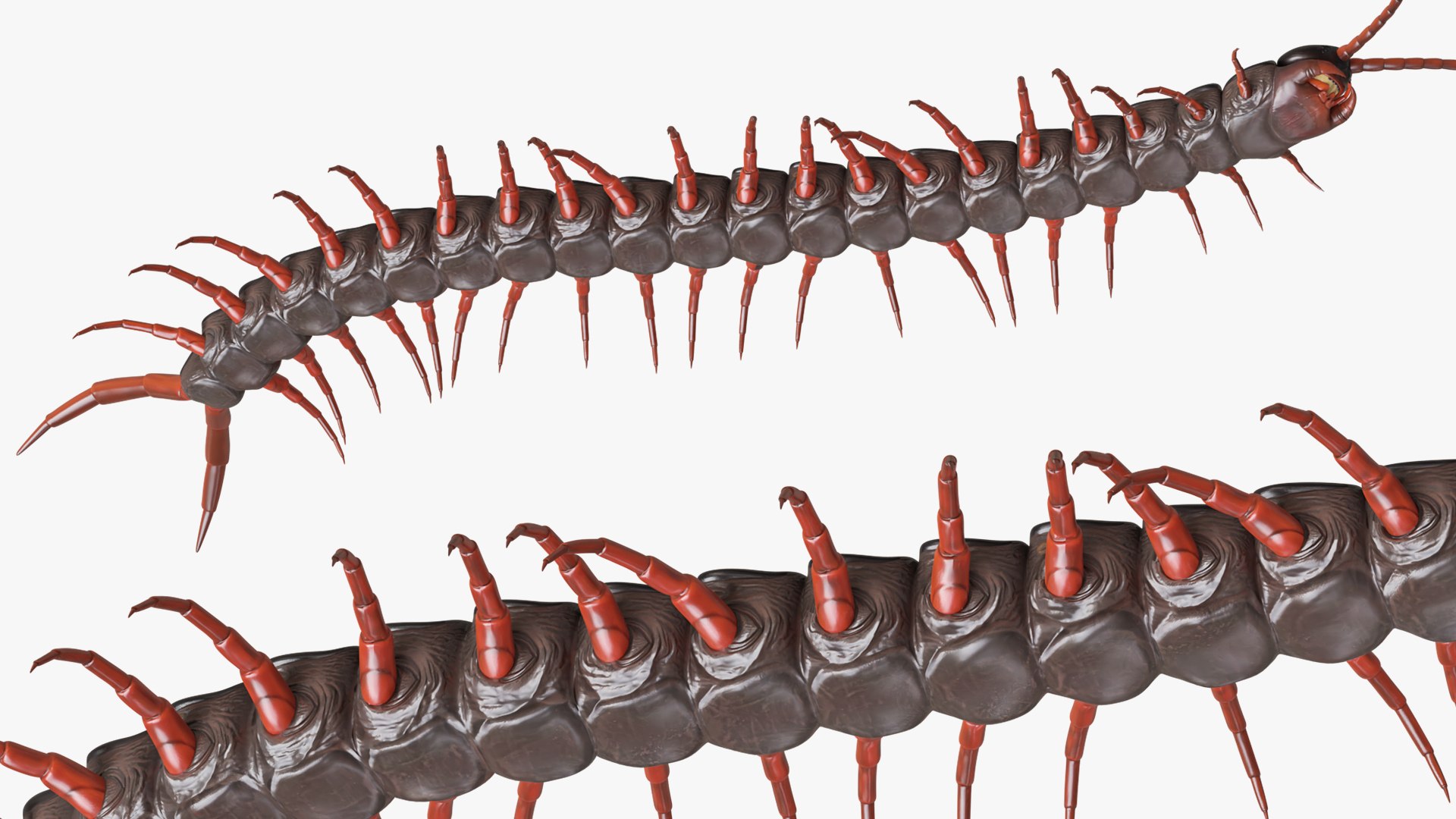 3D Giant Desert Centipede Rigged For Blender Animated Set model https://p.turbosquid.com/ts-thumb/F3/A2eu1T/bt/giant_desert_centipede_rigged_for_blender_animated_set_008/jpg/1779137279/1920x1080/fit_q87/cd6c0320b765d55ece7e9914b444a3c79d8a9acd/giant_desert_centipede_rigged_for_blender_animated_set_008.jpg