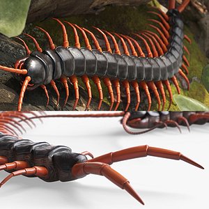 Giant Desert Centipede Rigged For Blender Animated Set