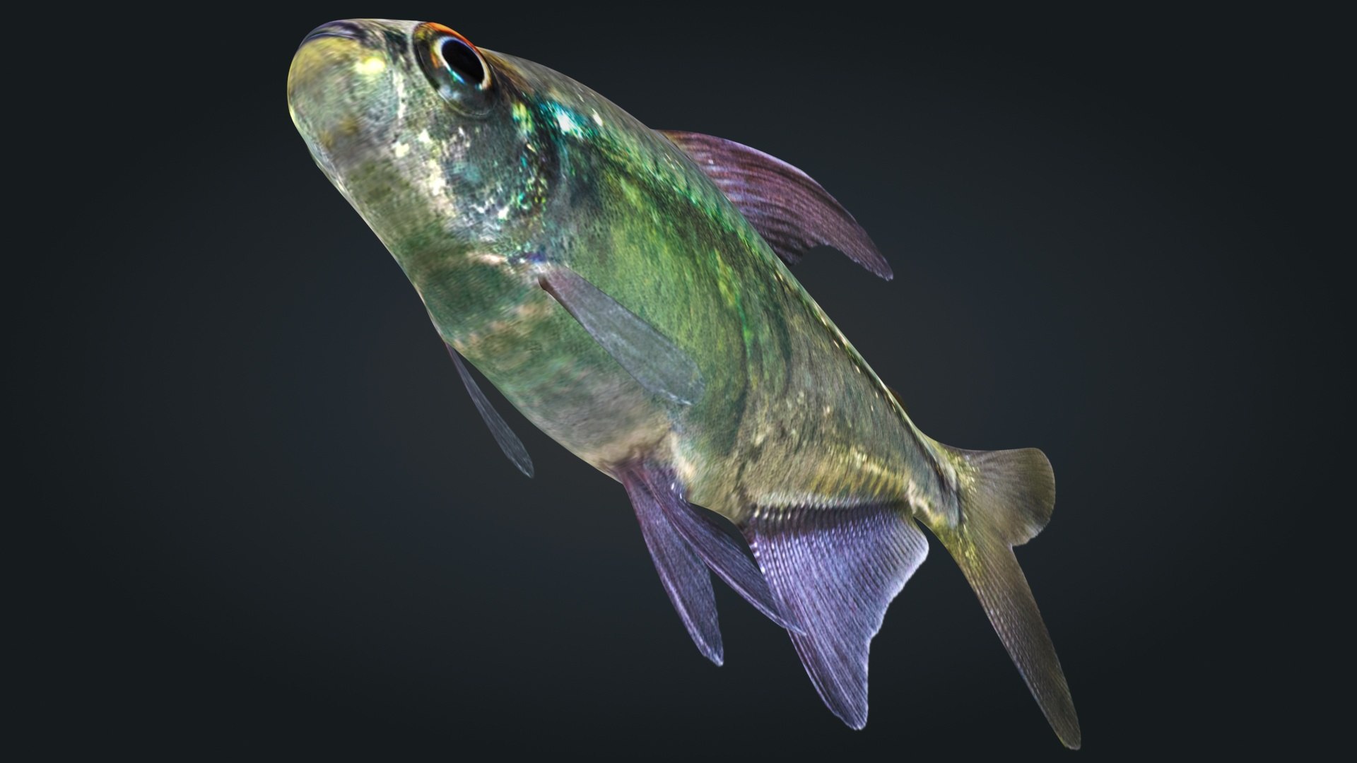 diamond tetra 3D model https://p.turbosquid.com/ts-thumb/F3/GB8ioy/h0JTfABY/lemon_rr_09/jpg/1606935754/1920x1080/fit_q87/7220ce170af347500780af4470d9e043360a58e6/lemon_rr_09.jpg