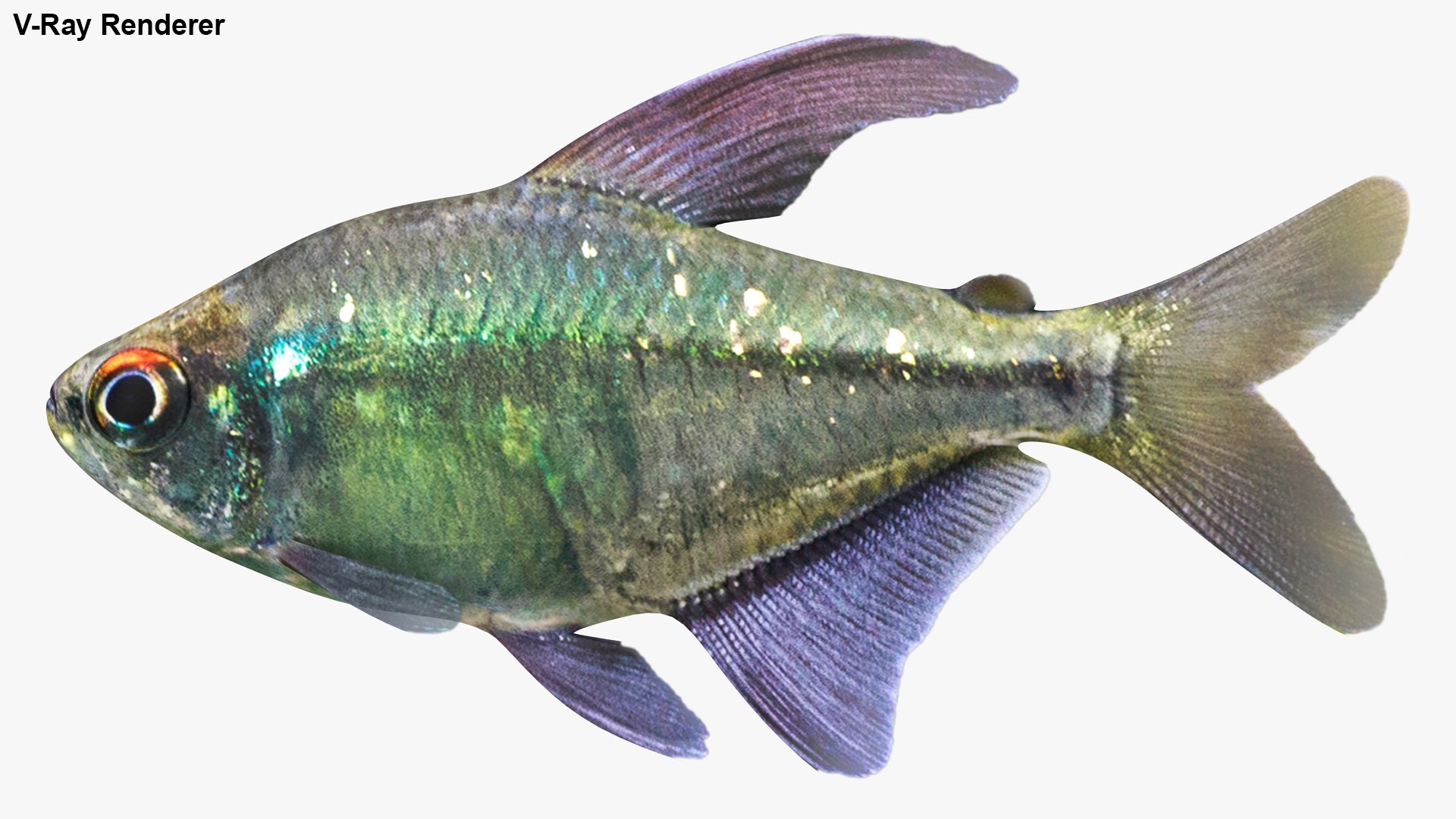 diamond tetra 3D model https://p.turbosquid.com/ts-thumb/F3/GB8ioy/tZjDjl6m/lemon_rr_33/jpg/1606935761/1920x1080/fit_q87/194c2d7c6e8be9da395c218d62ee71c1de483fc8/lemon_rr_33.jpg