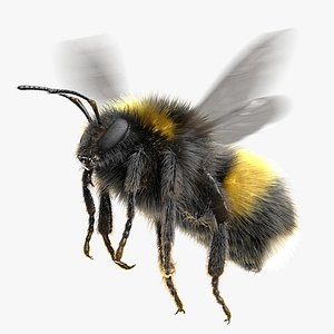 3D Bumblebee White-tailed Animated model