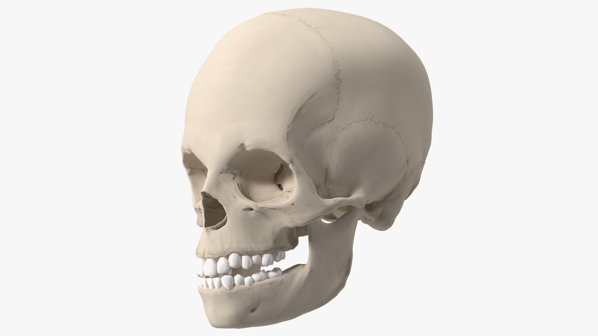 Anatomical Human Skulls Collection 2 3D model preview