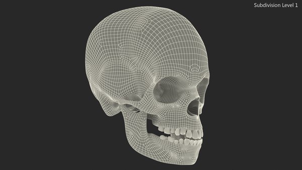 modelo 3d Niño, anatomía, cráneo - TurboSquid 1828862