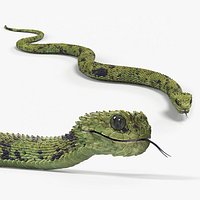 Bush Viper Snake Green Crawling