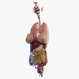 Human Female Organs 3D model