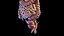 Human Female Organs