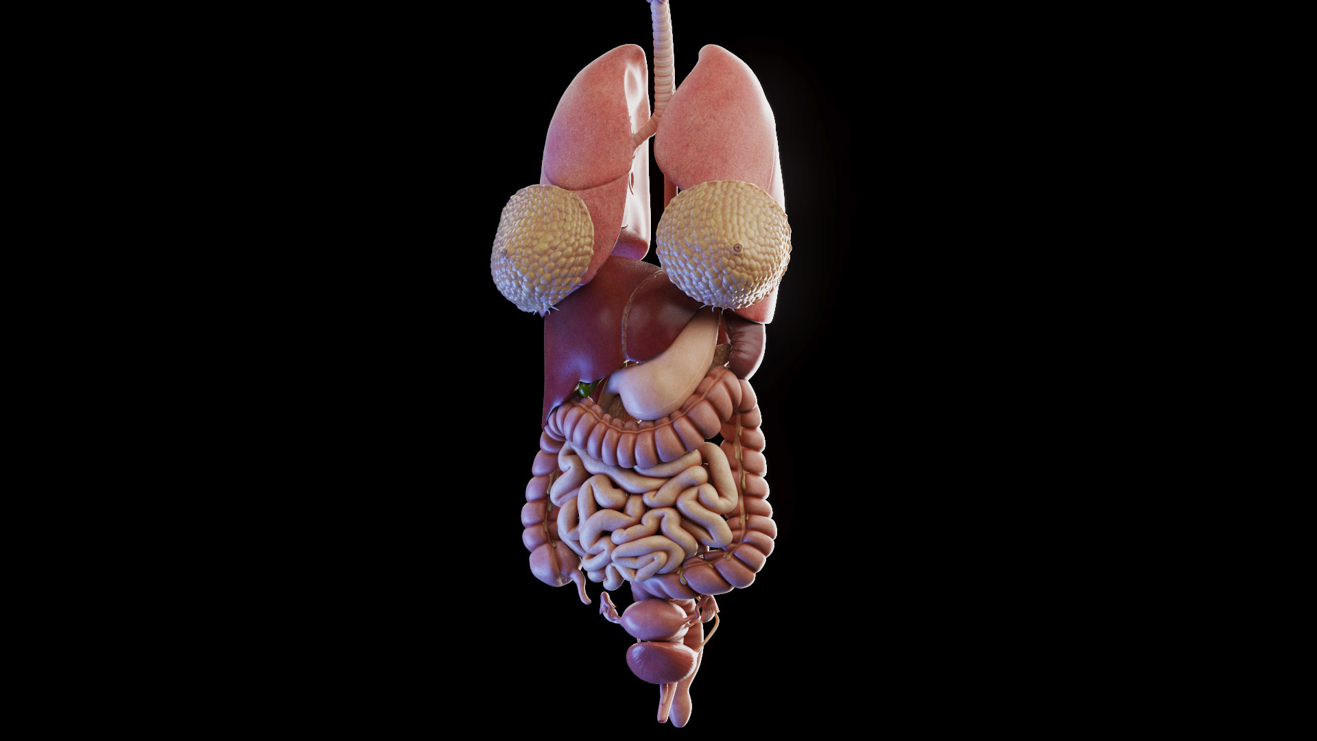 Human Female Organs 3D model https://p.turbosquid.com/ts-thumb/F3/uC0doR/Vl/female_anatomy_organs_tt_iv/jpg/1672916106/1920x1080/turn_fit_q99/24626af37faf8fa2935d9c71c68f260178c12966/female_anatomy_organs_tt_iv-1.jpg