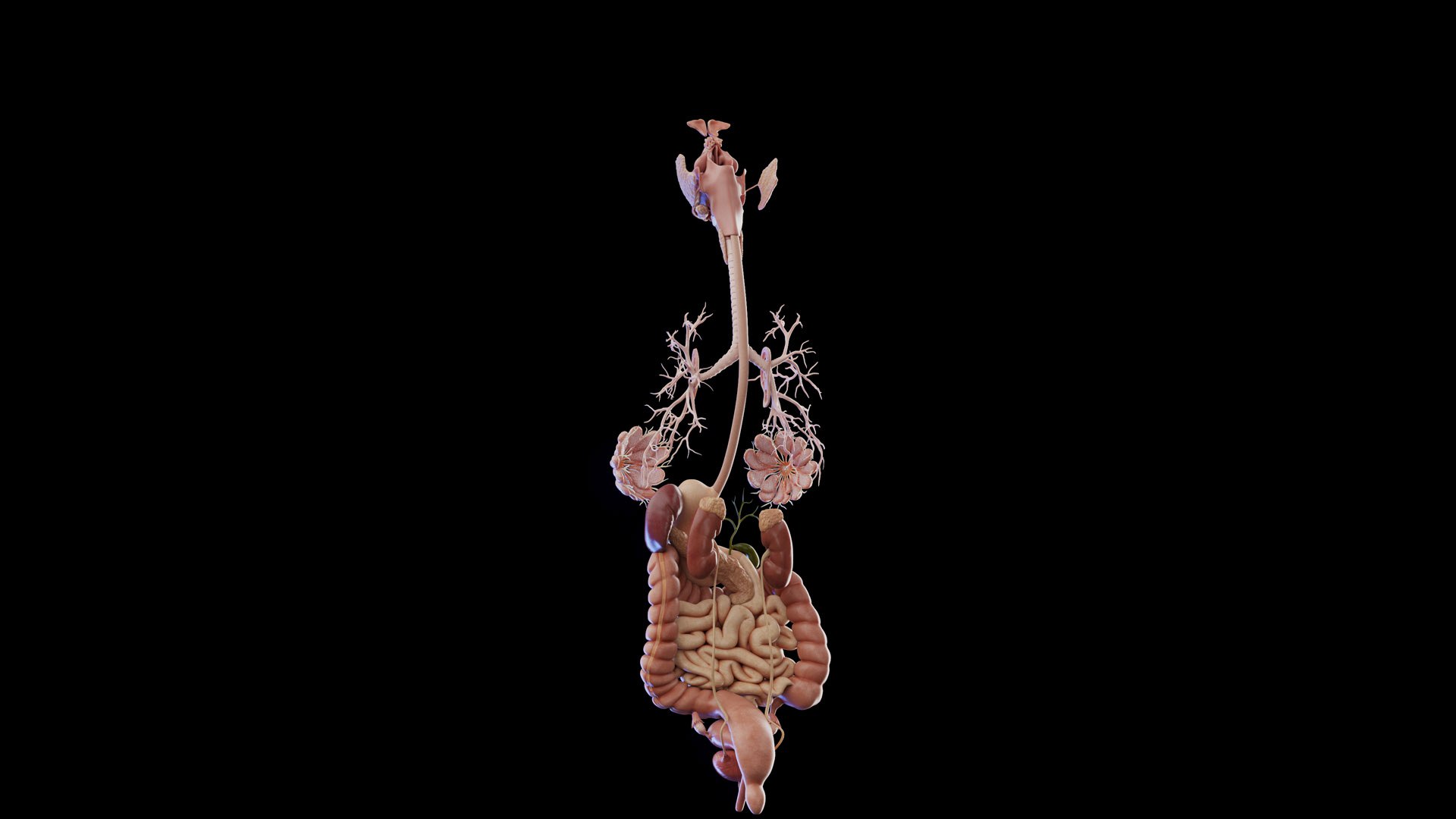 Human Female Organs 3D model https://p.turbosquid.com/ts-thumb/F3/uC0doR/pB/female_anatomy_organs_04/jpg/1672915831/1920x1080/fit_q87/3b834d41fbf1d837eb92cdbda00f47999500b6f2/female_anatomy_organs_04.jpg
