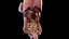 Human Female Organs