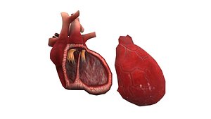 3D model oxygen heart