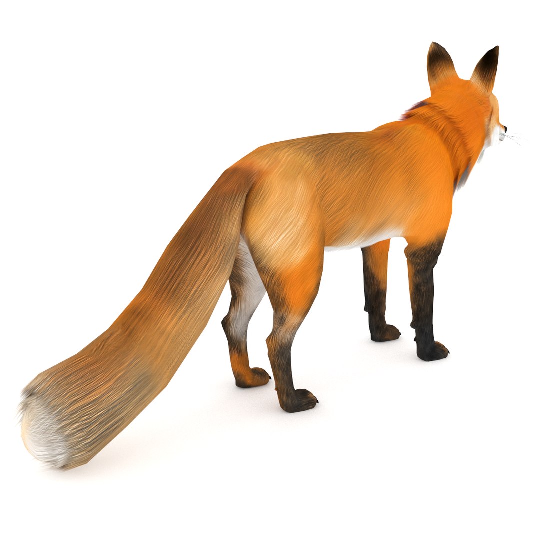 3D red fox https://p.turbosquid.com/ts-thumb/F4/OpdOk9/ZxADziGe/redfox_0003/png/1564786966/1920x1080/fit_q87/7751c36d373067bd826eba6a299dfc197a02d2fc/redfox_0003.jpg