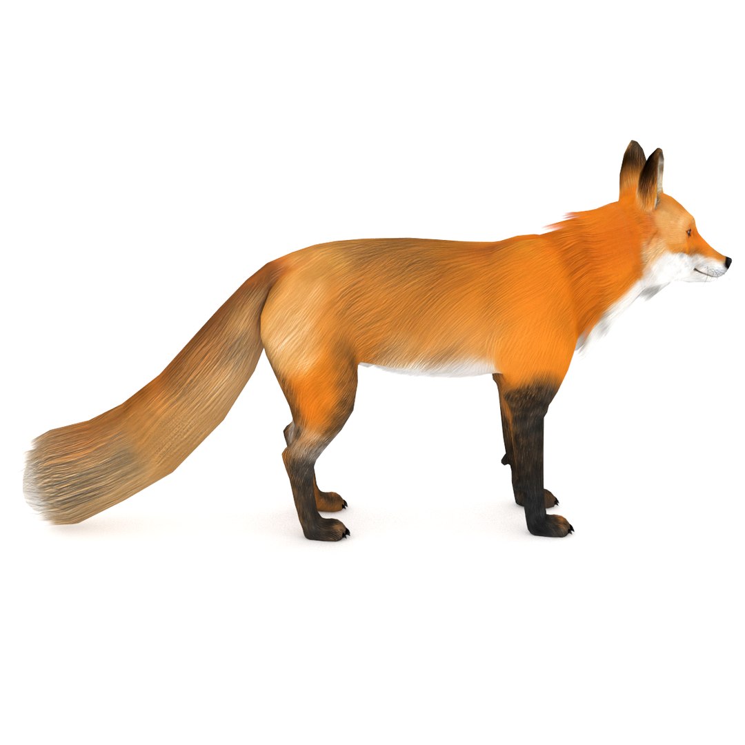 3D red fox https://p.turbosquid.com/ts-thumb/F4/OpdOk9/on2RoXe9/redfox_0002/png/1564786966/1920x1080/fit_q87/f5b4bcdc092260b2dfb281d59c3ba467fb135c41/redfox_0002.jpg