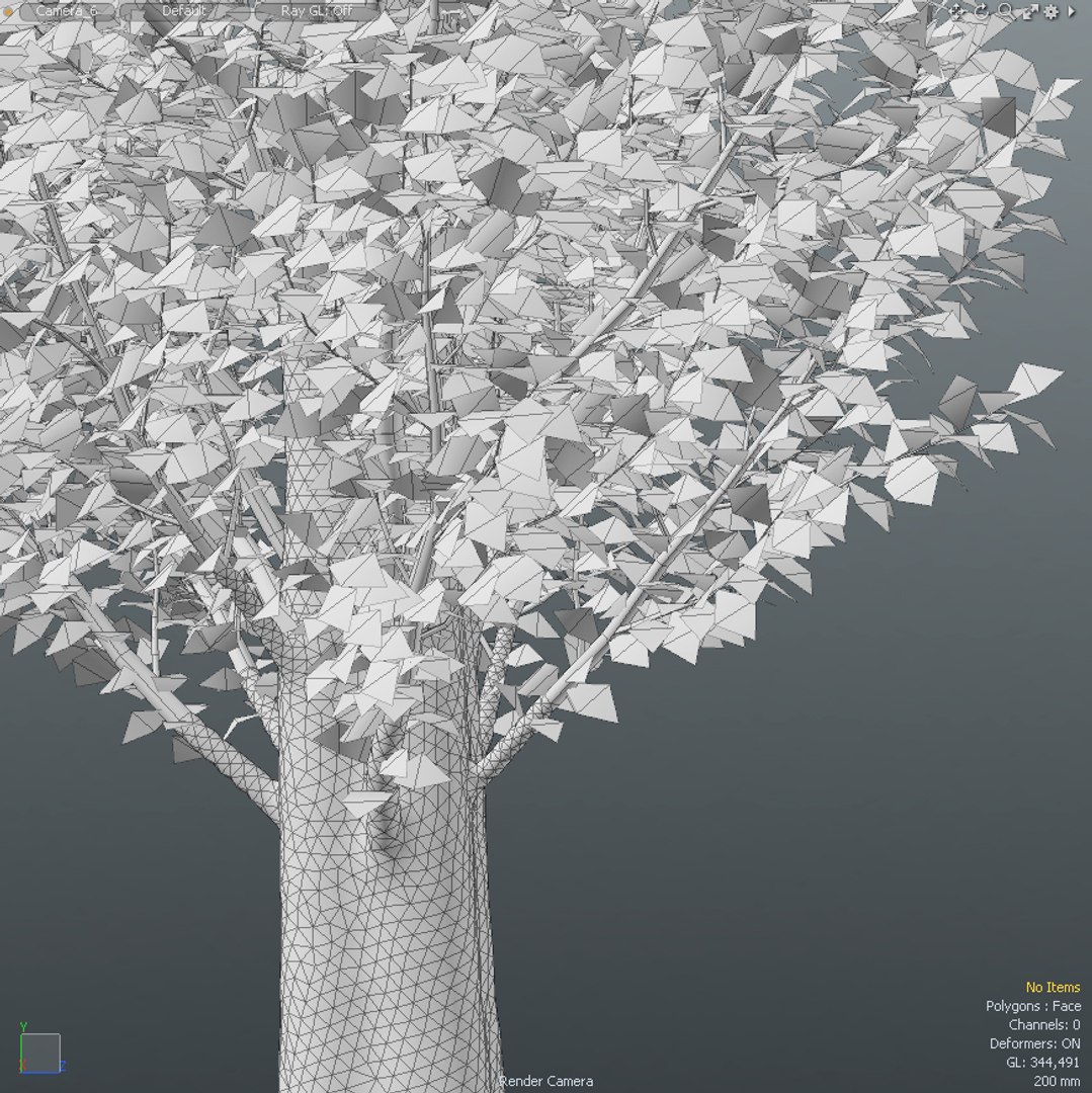 3d Populus Nigra Poplar Tree Model