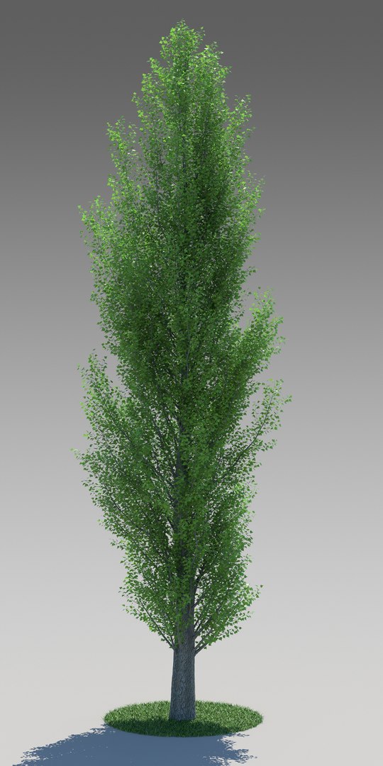3d Populus Nigra Poplar Tree Model