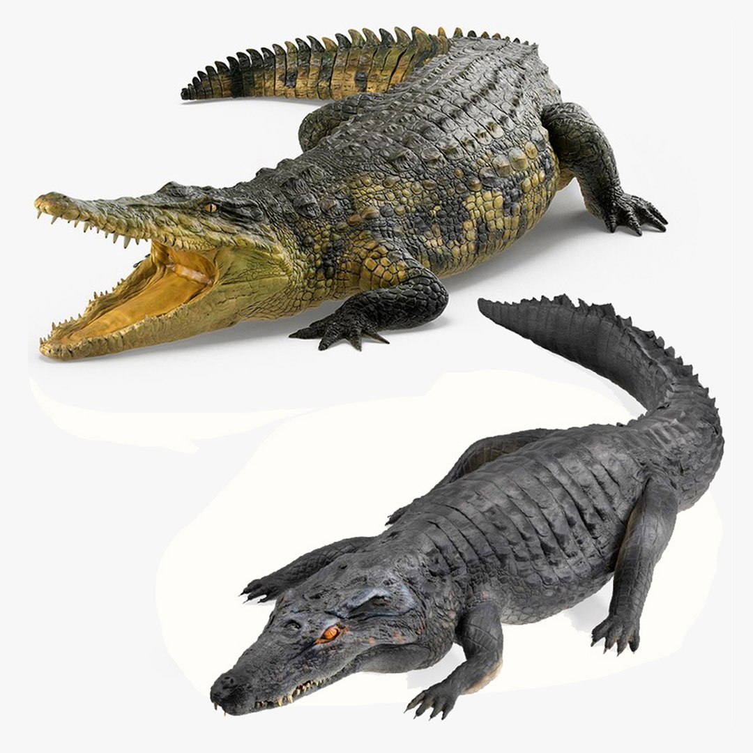 Rigged Crocodiles Collection for Cinema 4D 3D model preview