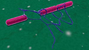 Bacillus ramosus