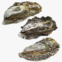 Oyster Collection