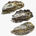 Oyster Collection