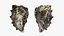 Oyster Collection