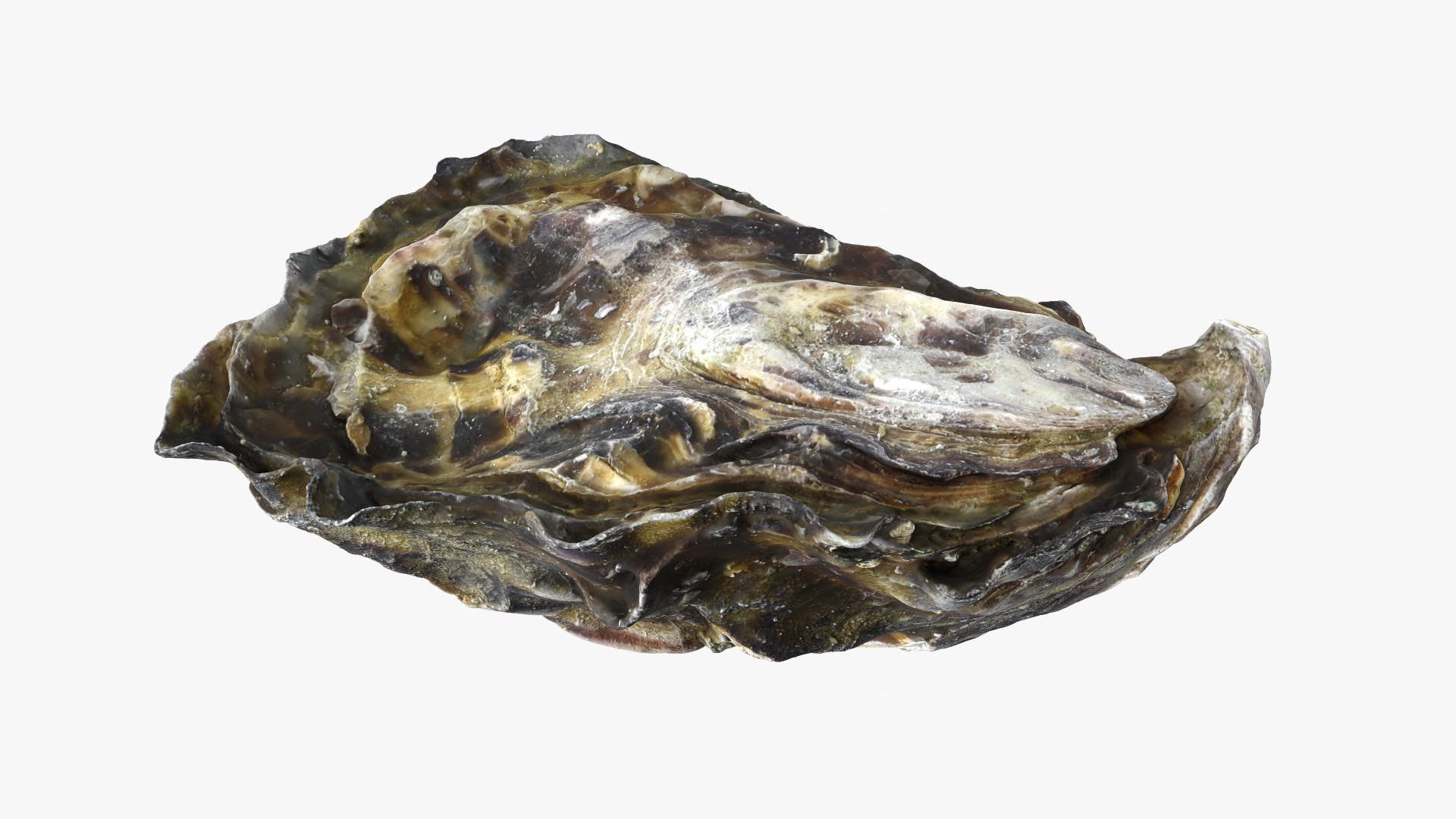 Oyster Collection 3D model https://p.turbosquid.com/ts-thumb/F4/zXiVNv/vY/oyster02_10/png/1748073037/1920x1080/fit_q87/db77106ebdab1868881f3d0c4175871d791c7c74/oyster02_10.jpg