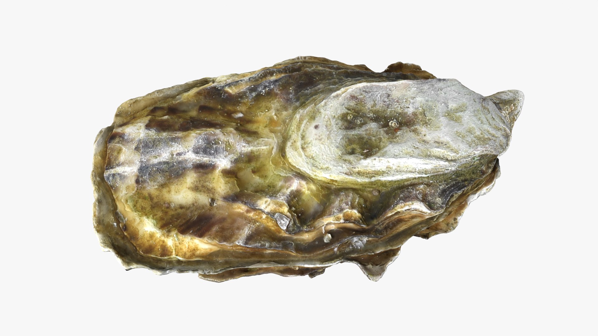 Oyster Collection 3D model https://p.turbosquid.com/ts-thumb/F4/zXiVNv/zv/oyster03_10/png/1748073050/1920x1080/fit_q87/69174068d625e7d1e0046b862246aa66fd197019/oyster03_10.jpg