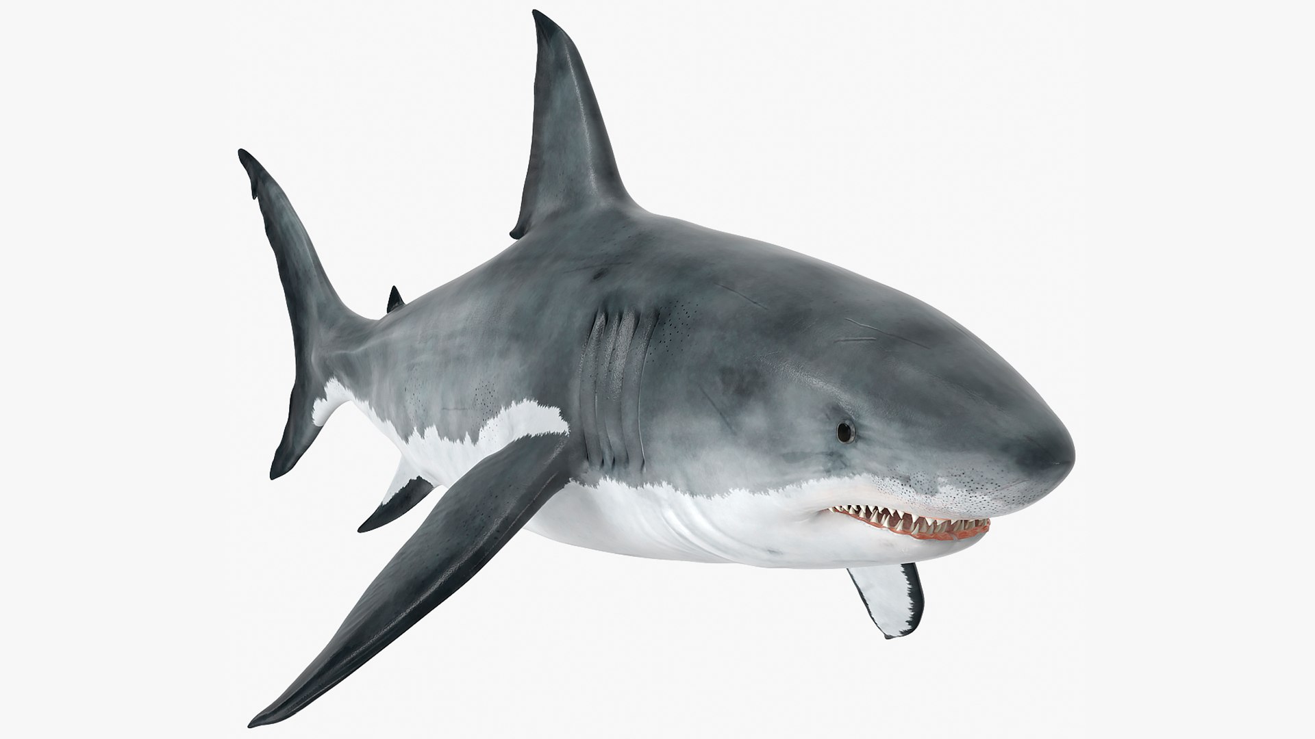 Great White Shark Fish 3D model preview