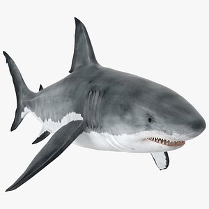 3D model Great White Shark Fish