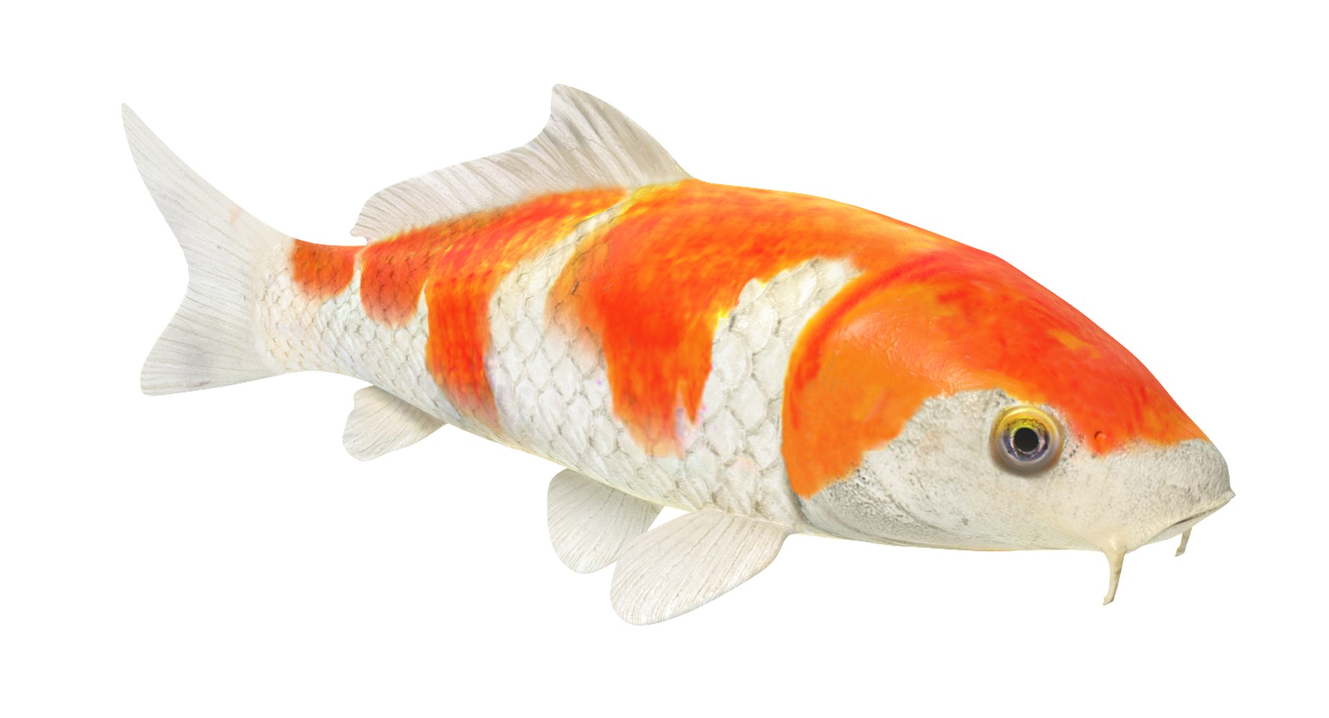 3d Model Koi Fish