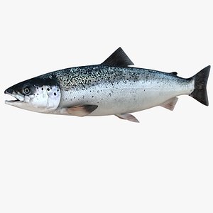 3D realistic atlantic salmon salmo model