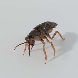 roach cockroach 3D model