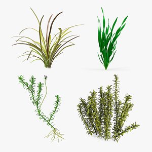 Aquarium Plants Collection 2 3D model