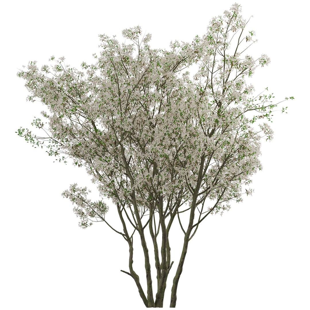 3D Set Of Amelanchier Lamarckii Or Juneberry Trees -2 Trees ...