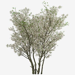 3D Amelanchier Models | TurboSquid