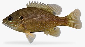 Lepomis cyanellus Green Sunfish