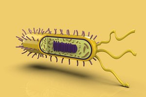 bacteria