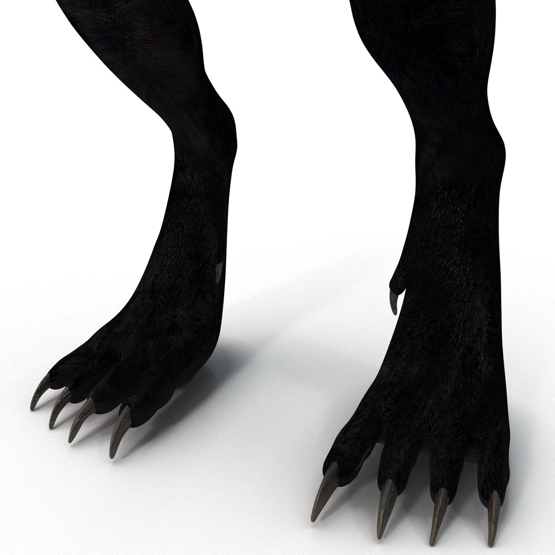 max werewolf wolf https://p.turbosquid.com/ts-thumb/F5/tloKPI/QRaDovM4/werewolf_30/jpg/1414428620/1920x1080/fit_q87/93676cd839d74ac0482f4665991e1ed7e18ced7c/werewolf_30.jpg