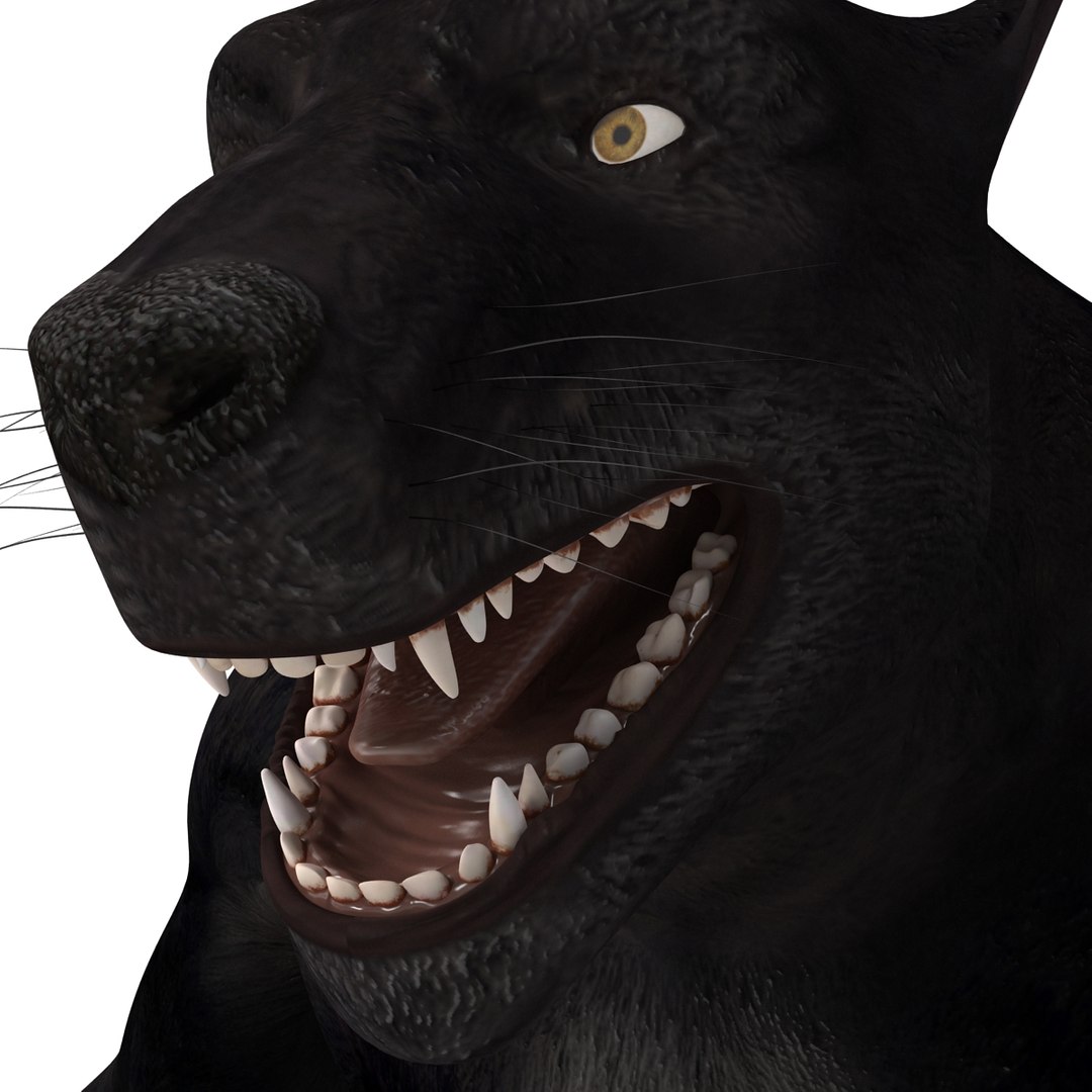 max werewolf wolf https://p.turbosquid.com/ts-thumb/F5/tloKPI/TU0ZJiiQ/werewolf_22/jpg/1414428515/1920x1080/fit_q87/55531d9a2281ad5194ee6cd1146295ddef75d290/werewolf_22.jpg