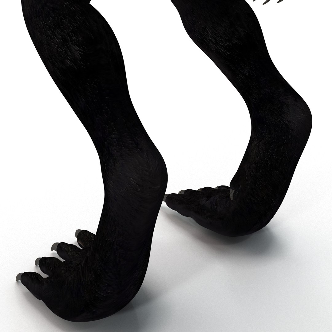 max werewolf wolf https://p.turbosquid.com/ts-thumb/F5/tloKPI/b1ZLZcxI/werewolf_31/jpg/1414428539/1920x1080/fit_q87/8169548d3aa5e1f786dd4b69516a4d0d3da06309/werewolf_31.jpg